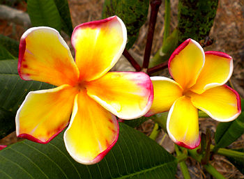 (image for) Gammam Plumeria Seeds (6 Seeds) - Click Image to Close